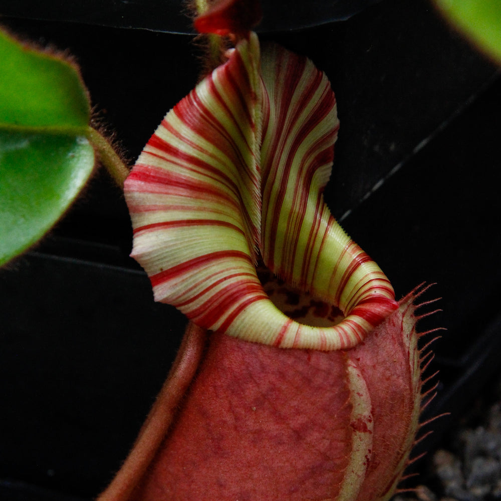 
                      
                         Nepenthes veitchii Bareo, BE-3734 large squat striped peristome pitcher, Pitcher plant, carnivorous plant, collectors plant, large pitchers, rare nepenthes, terrarium plant, easy to grow nepenthes, beginner nepenthes, beginner pitcher plants, nepenthes, veitchii.  
                      
                    
