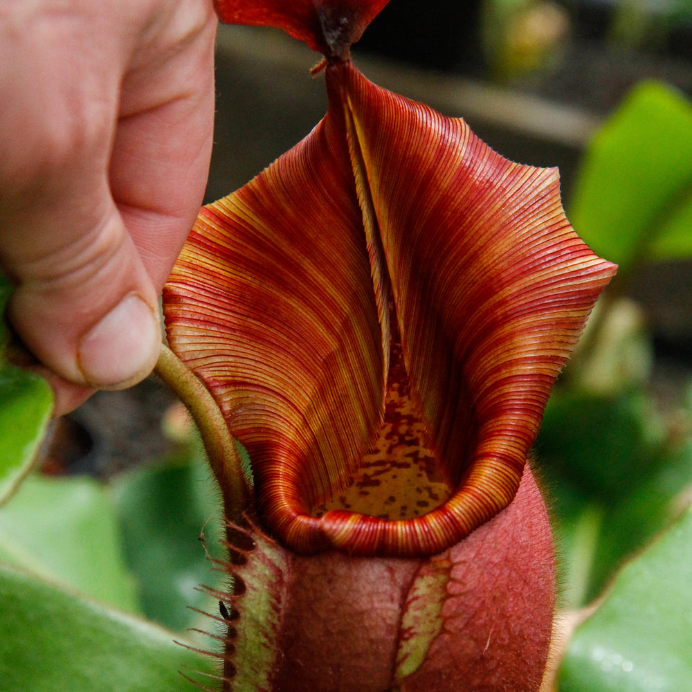 
                      
                         Nepenthes veitchii Bareo, BE-3734 large squat striped peristome pitcher, Pitcher plant, carnivorous plant, collectors plant, large pitchers, rare nepenthes, terrarium plant, easy to grow nepenthes, beginner nepenthes, beginner pitcher plants, nepenthes, veitchii.  
                      
                    