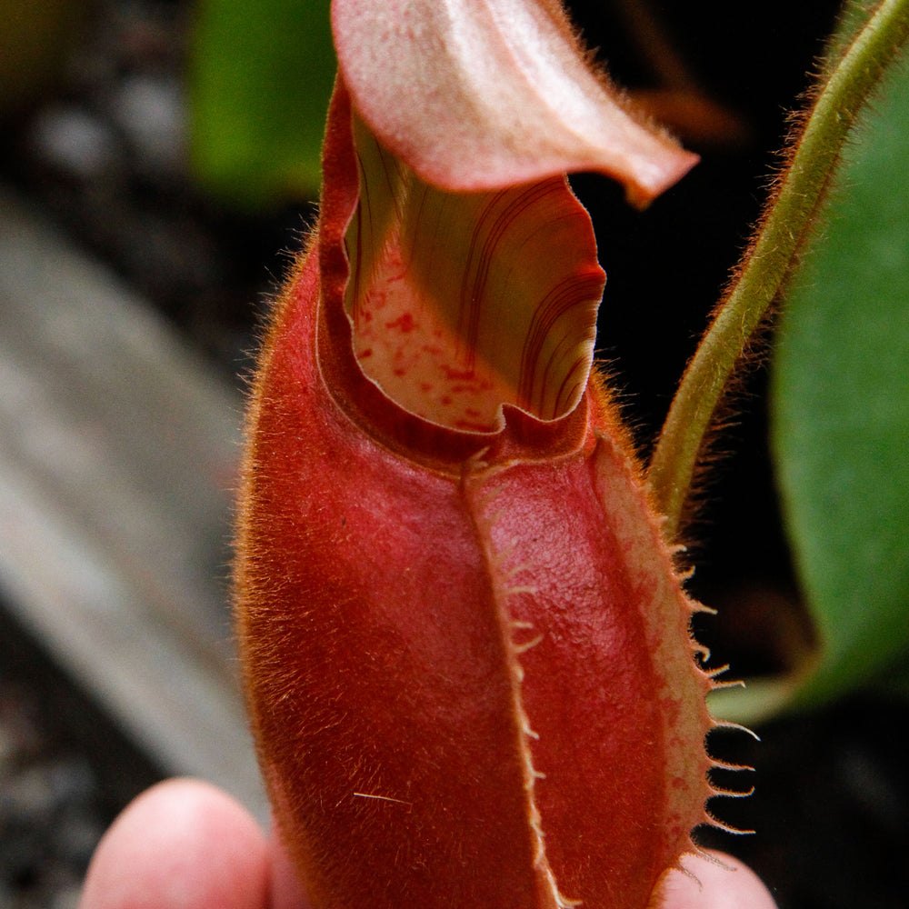 
                      
                         Nepenthes veitchii Bareo, BE-3734 large squat striped peristome pitcher, Pitcher plant, carnivorous plant, collectors plant, large pitchers, rare nepenthes, terrarium plant, easy to grow nepenthes, beginner nepenthes, beginner pitcher plants, nepenthes, veitchii.  
                      
                    