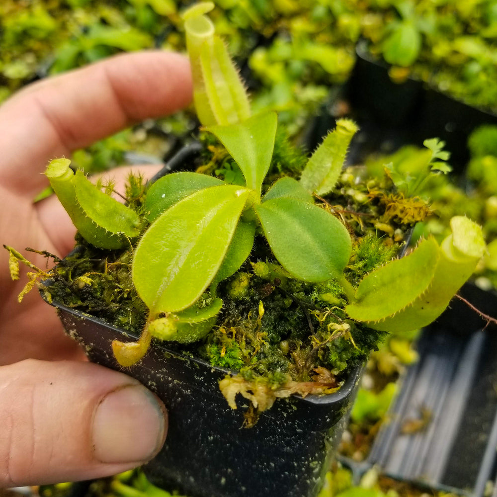 
                      
                         Nepenthes veitchii (k) “Big Mama” x “Pink Candy Cane” large squat striped peristome pitcher, Pitcher plant, carnivorous plant, collectors plant, large pitchers, rare nepenthes, terrarium plant, easy to grow nepenthes, beginner nepenthes, beginner pitcher plants, nepenthes hybrid, veitchii hybrid. 
                      
                    