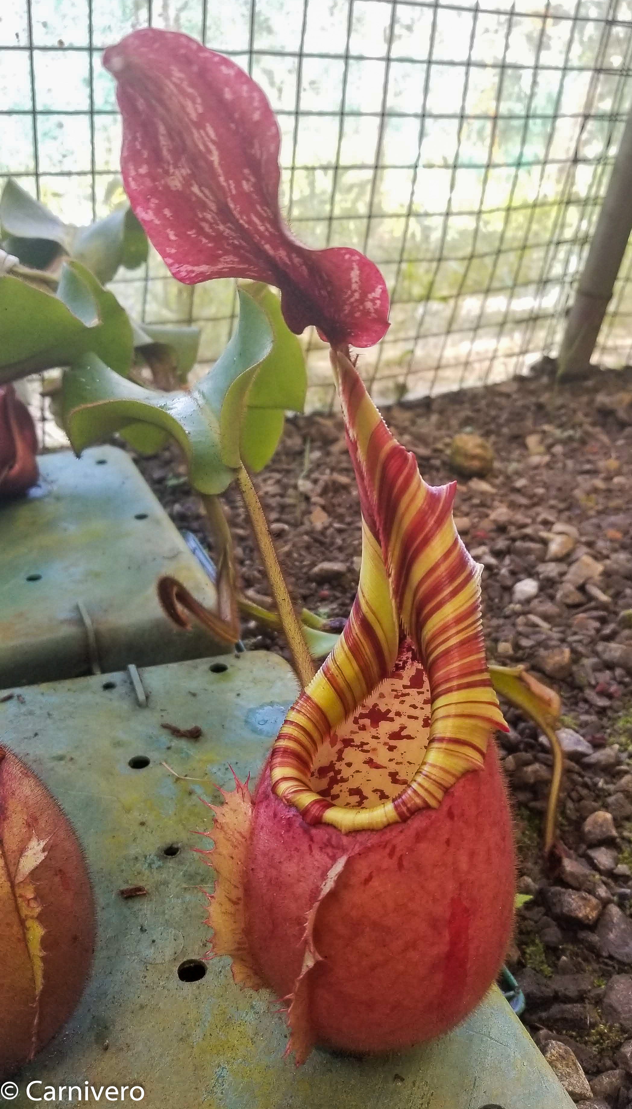 Nepenthes veitchii (selected clones) – Carnivero