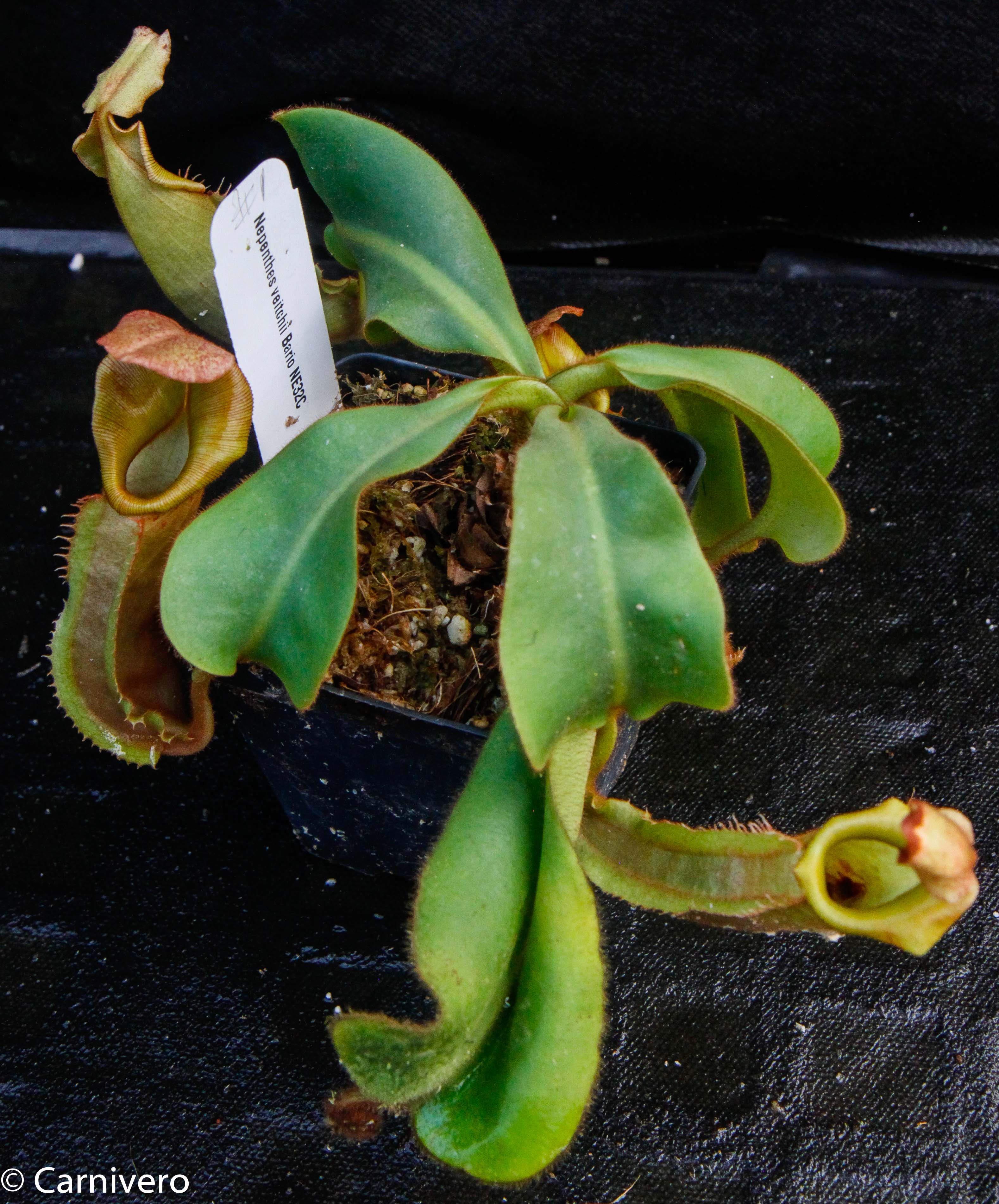 Nepenthes veitchii Bareo, Malesiana Tropicals – Carnivero