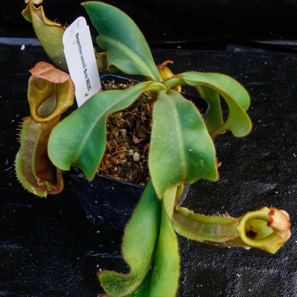 
                      
                        Nepenthes veitchii Bareo, Malesiana Tropicals
                      
                    