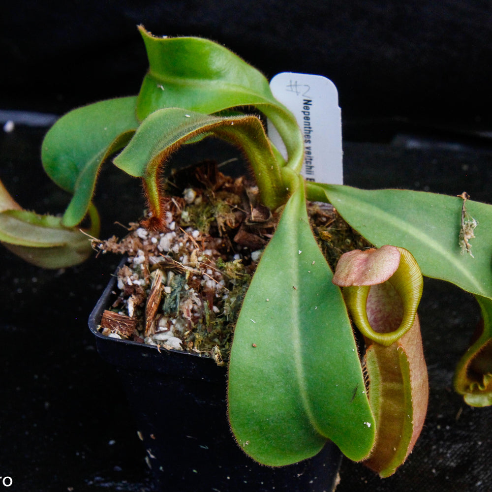 
                      
                        Nepenthes veitchii Bareo, Malesiana Tropicals
                      
                    