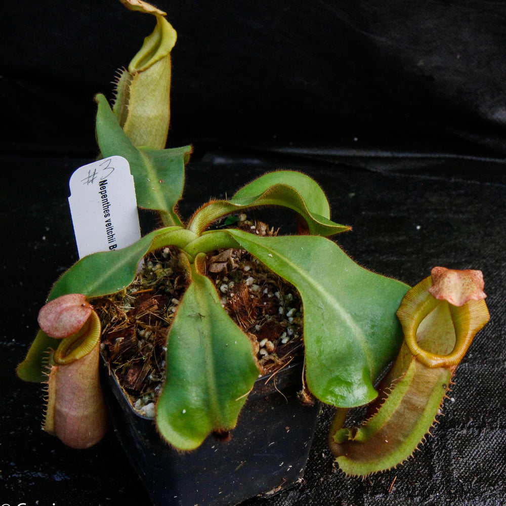 
                      
                        Nepenthes veitchii Bareo, Malesiana Tropicals
                      
                    