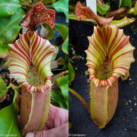 Nepenthes veitchii Kelabit Highlands pitcher plant with tall pale yellow green pitcher and red striped peristome shown in two views