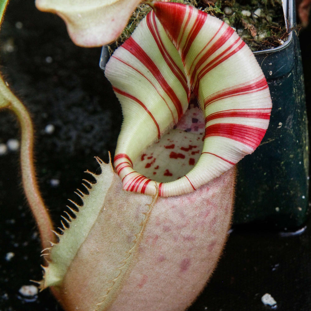 
                      
                         Nepenthes veitchii Bareo, BE-3734 large squat striped peristome pitcher, Pitcher plant, carnivorous plant, collectors plant, large pitchers, rare nepenthes, terrarium plant, easy to grow nepenthes, beginner nepenthes, beginner pitcher plants, nepenthes, veitchii.  
                      
                    