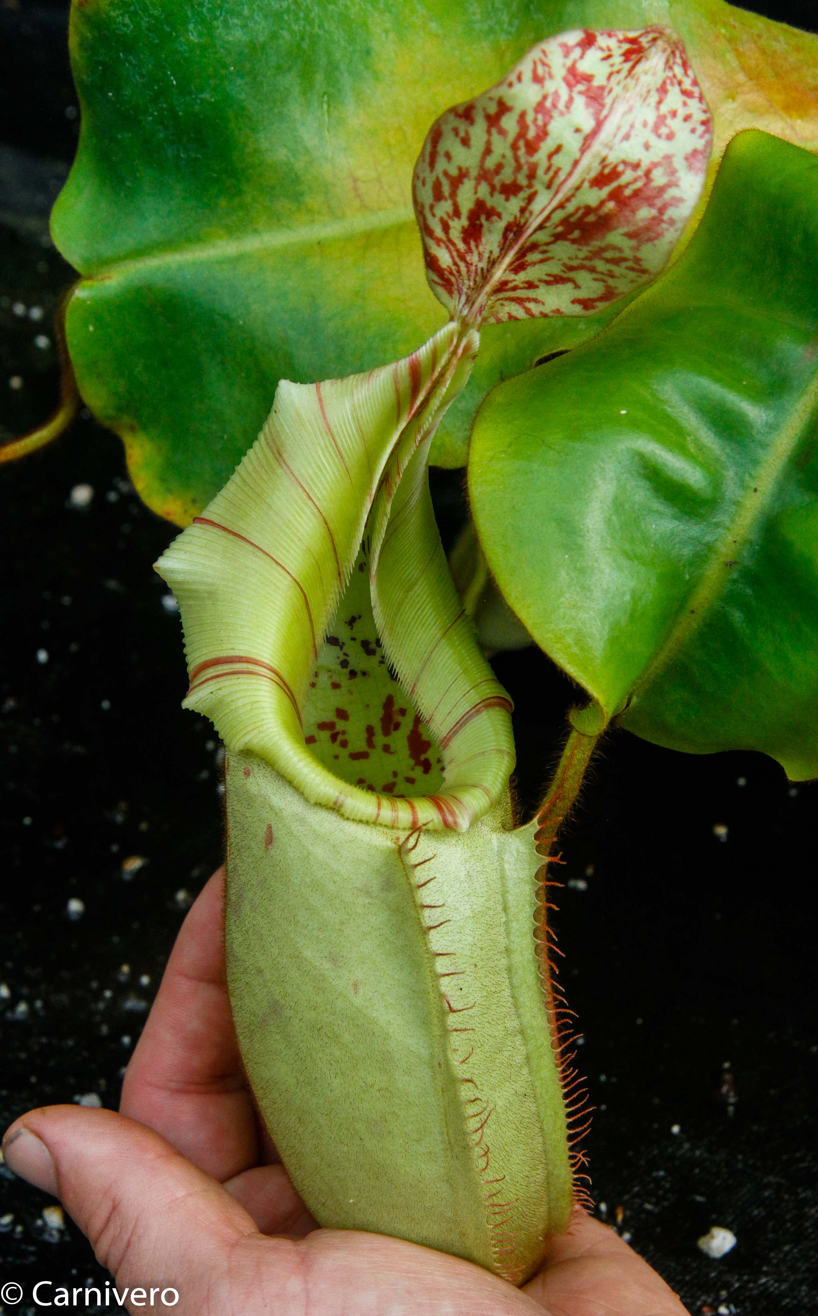 Nepenthes veitchii Bareo - specimen 2 – Carnivero