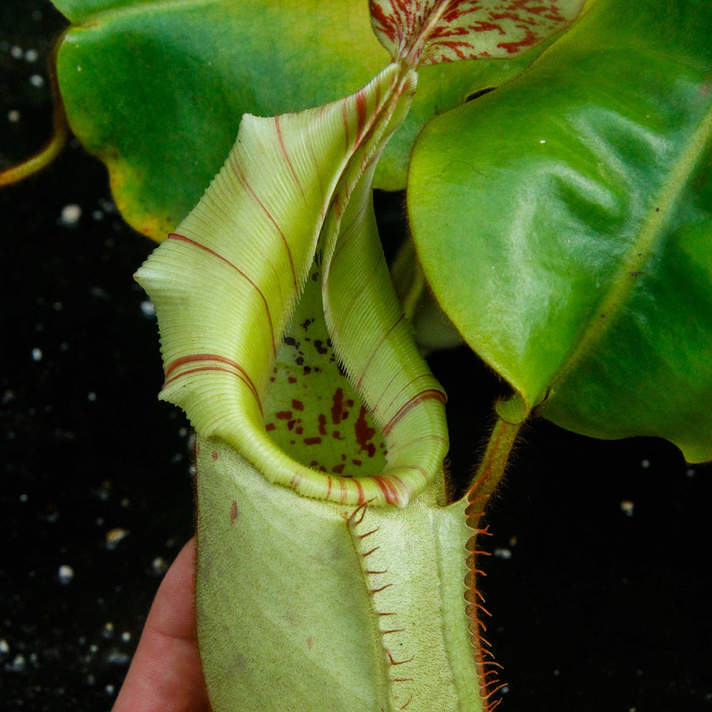 
                      
                        Nepenthes veitchii Bareo - specimen 2
                      
                    