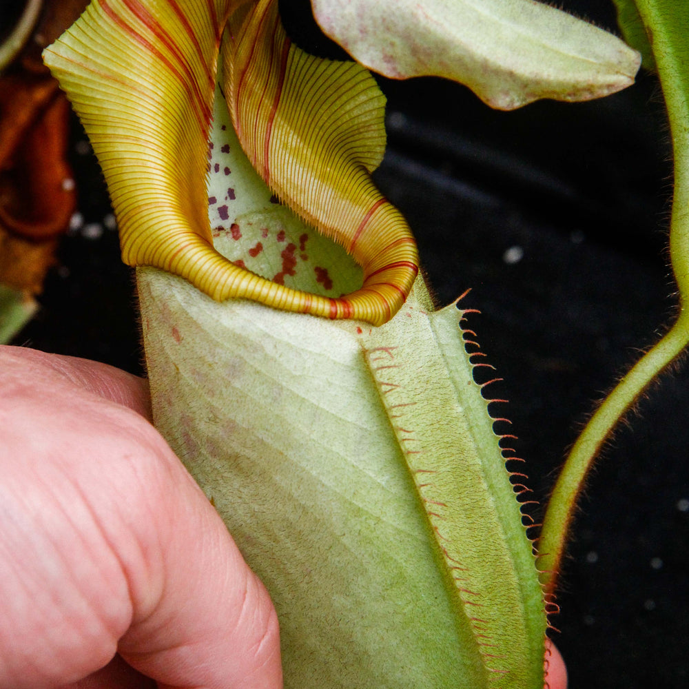 
                      
                        Nepenthes veitchii Bareo - specimen 2
                      
                    