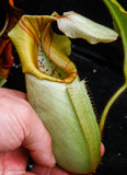 Nepenthes veitchii Bareo - specimen 2