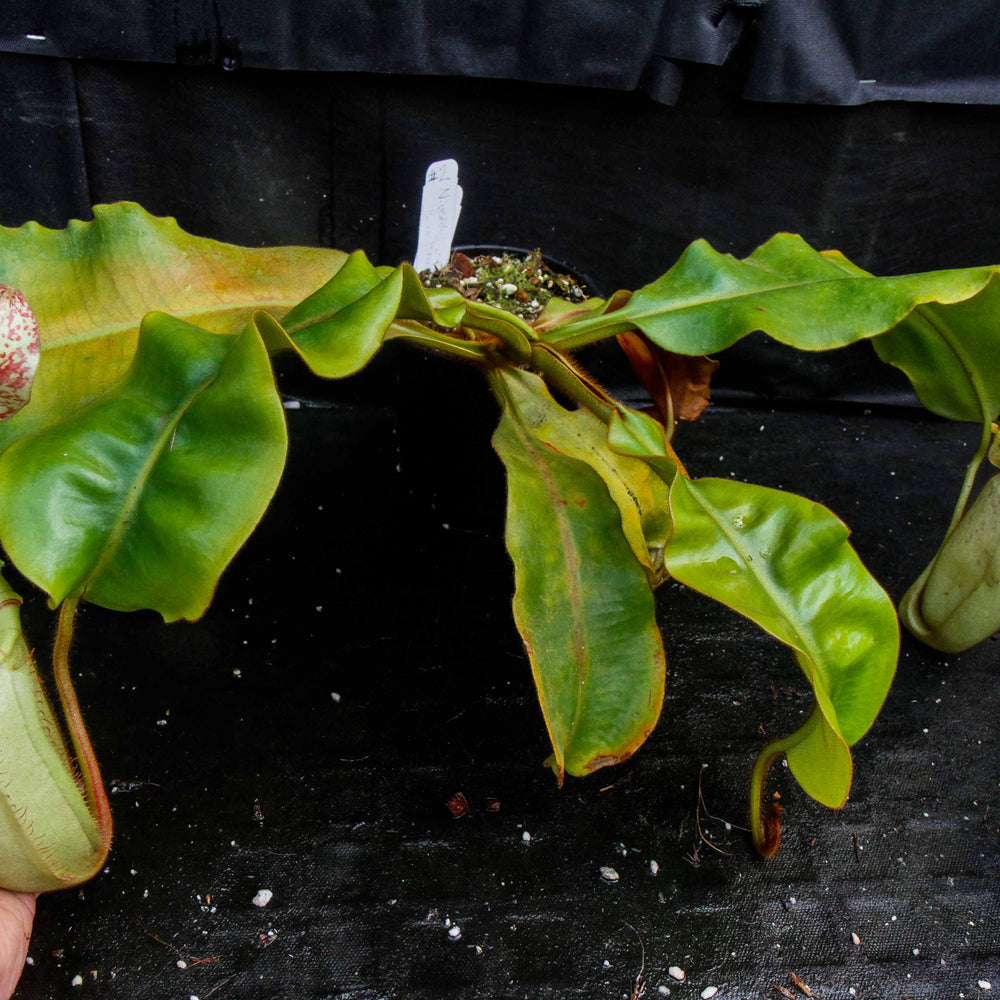 
                      
                        Nepenthes veitchii Bareo - specimen 2
                      
                    
