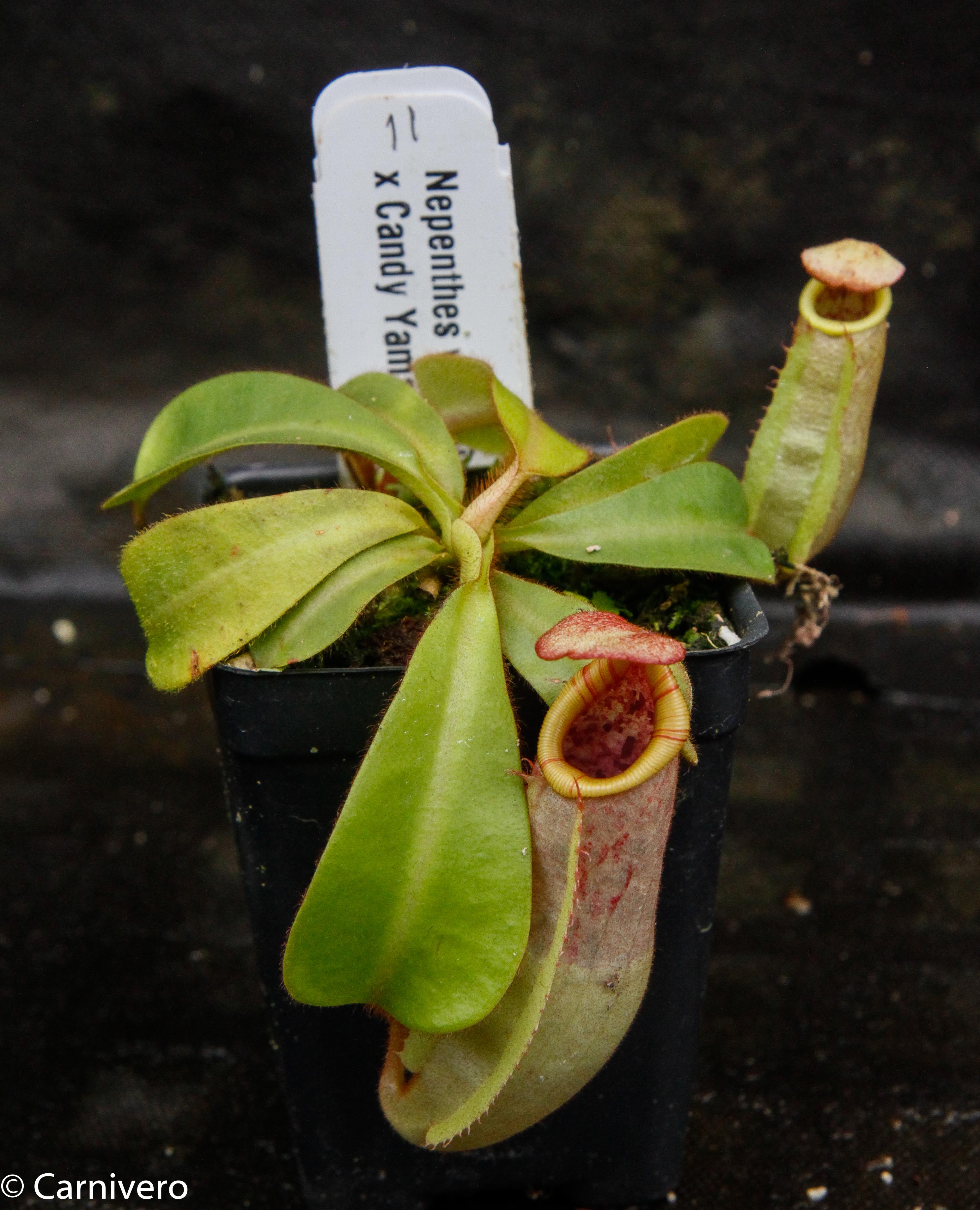 Nepenthes veitchii (Bareo x Candy Yamada) – Carnivero
