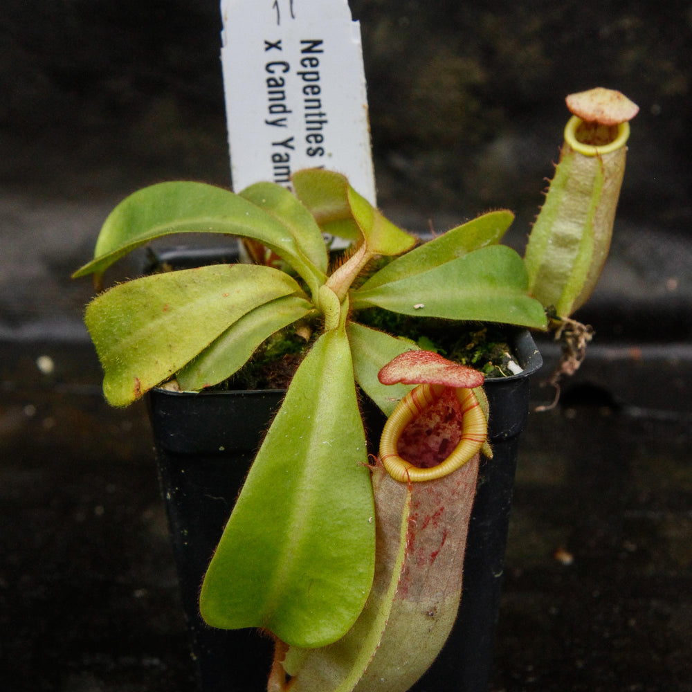 
                      
                        Nepenthes veitchii (Bareo x Candy Yamada)
                      
                    