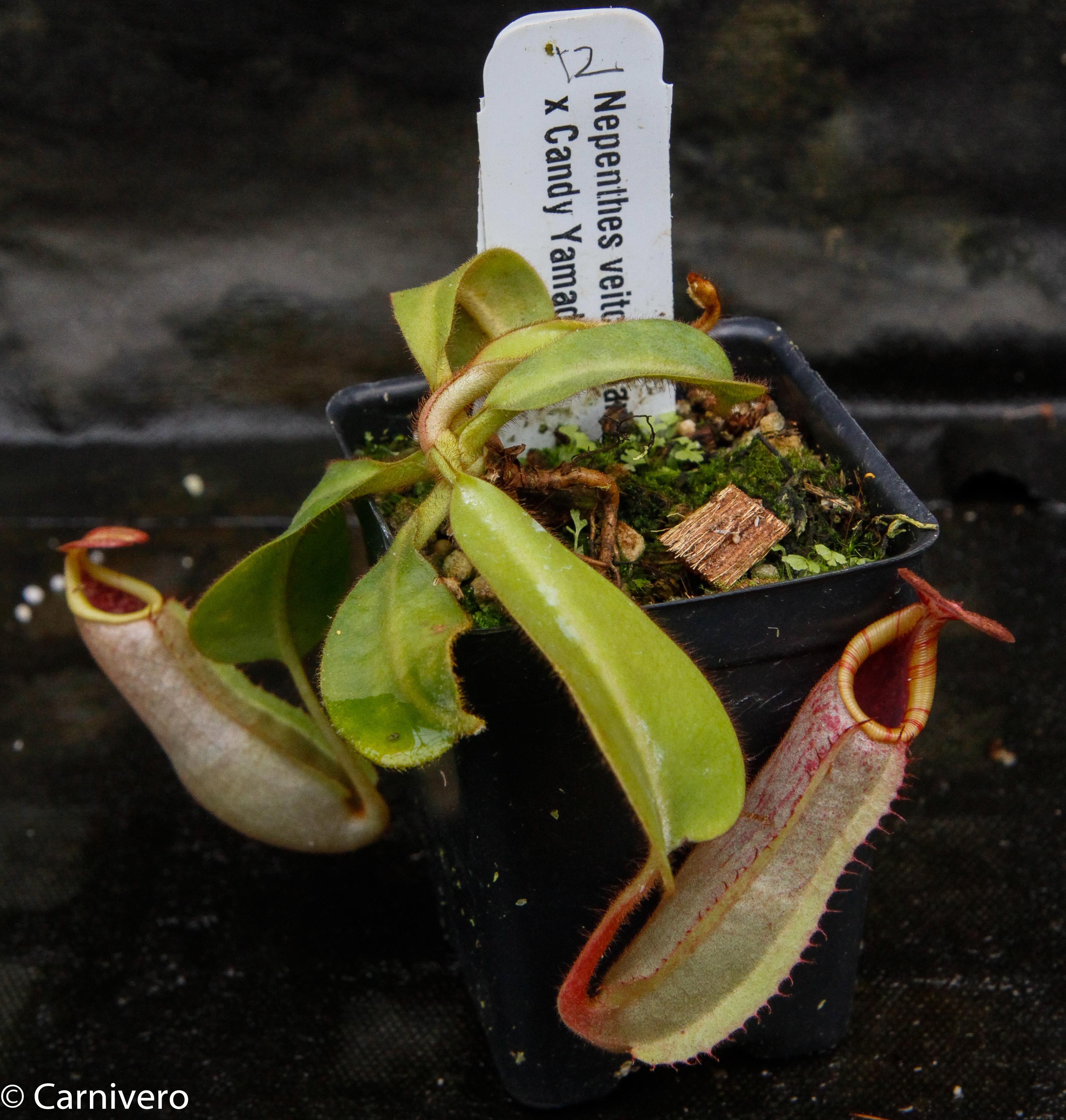 Nepenthes veitchii (Bareo x Candy Yamada) – Carnivero