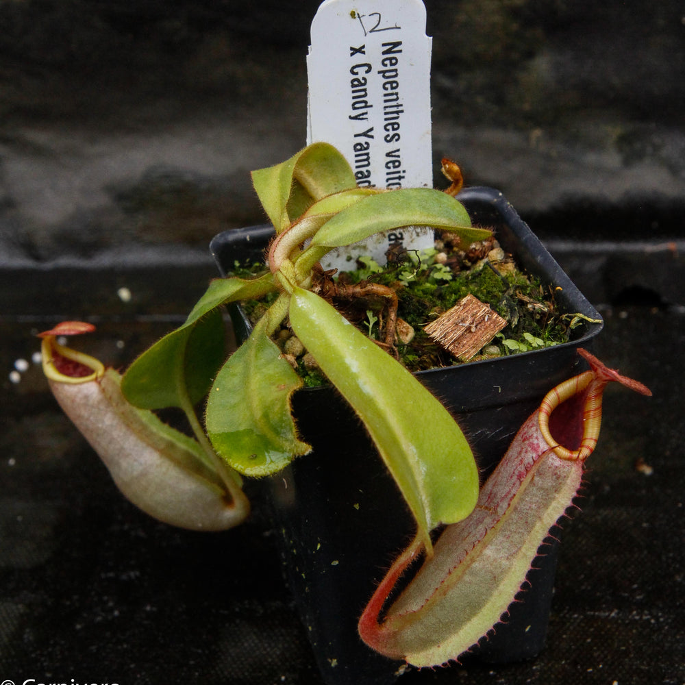 
                      
                        Nepenthes veitchii (Bareo x Candy Yamada)
                      
                    