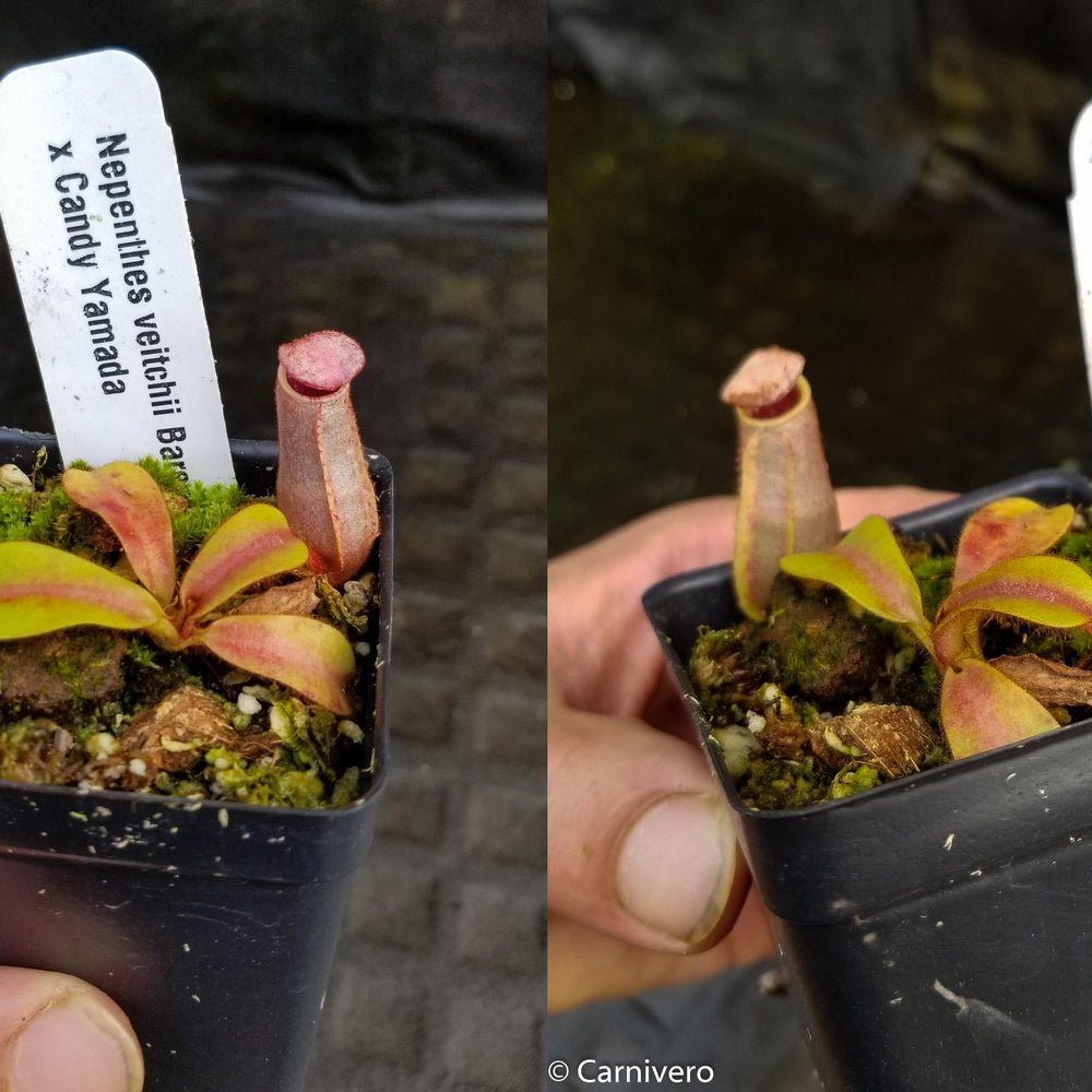 
                      
                        Nepenthes veitchii (Bareo x Candy Yamada)
                      
                    