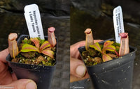 Nepenthes veitchii (Bareo x Candy Yamada)