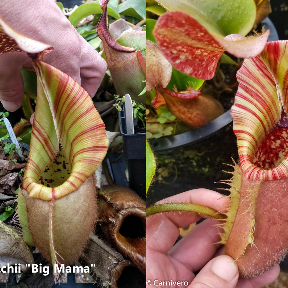
                      
                        Nepenthes veitchii ("Big Mama" x "The Wave"), CAR-0168
                      
                    