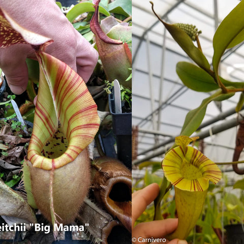 Collage of Nepenthes veitchii Big Mama x platychila BB showing a tall pink striped pitcher on the left and a yellow striped pitcher on the right