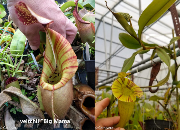 Nepenthes veitchii "Big Mama" x platychila BB, CAR-0297