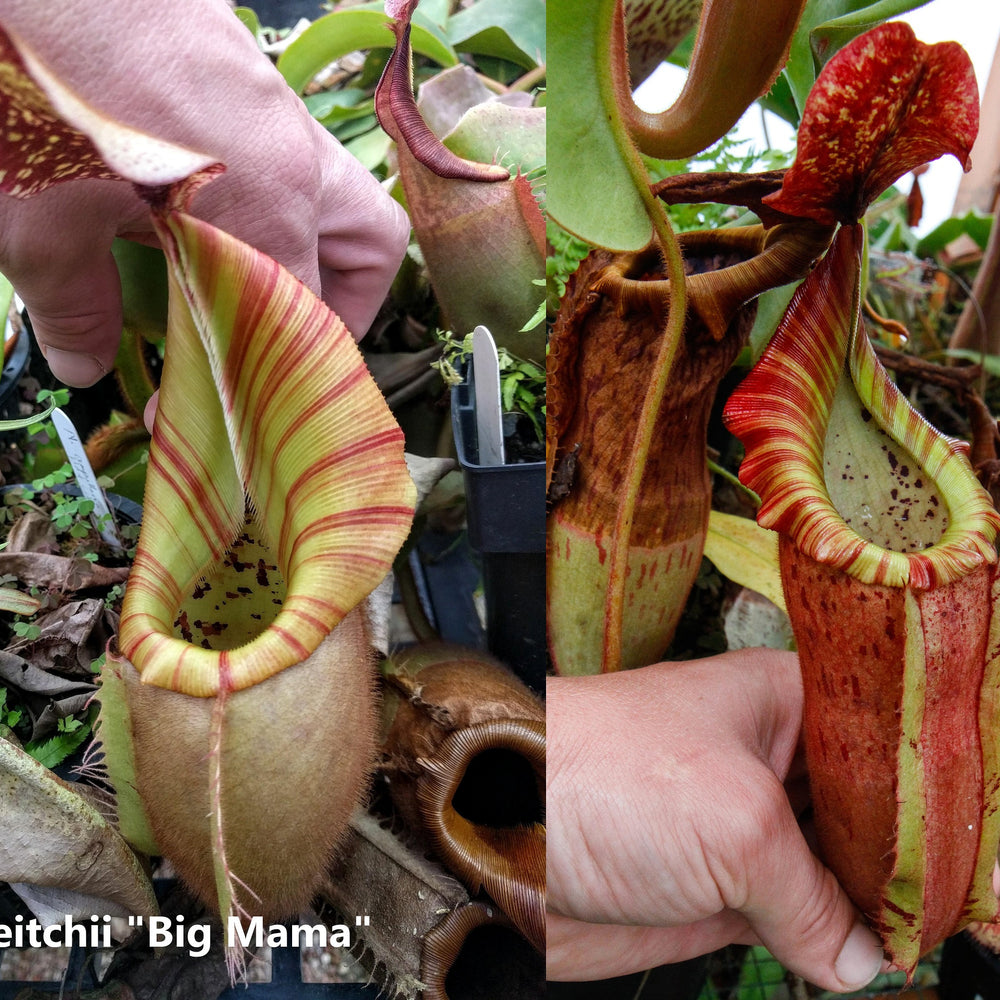 
                      
                        Nepenthes veitchii "Big Mama" x allardii-striped, CAR-0030
                      
                    