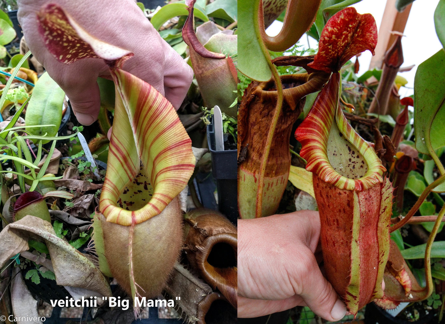 Nepenthes veitchii 