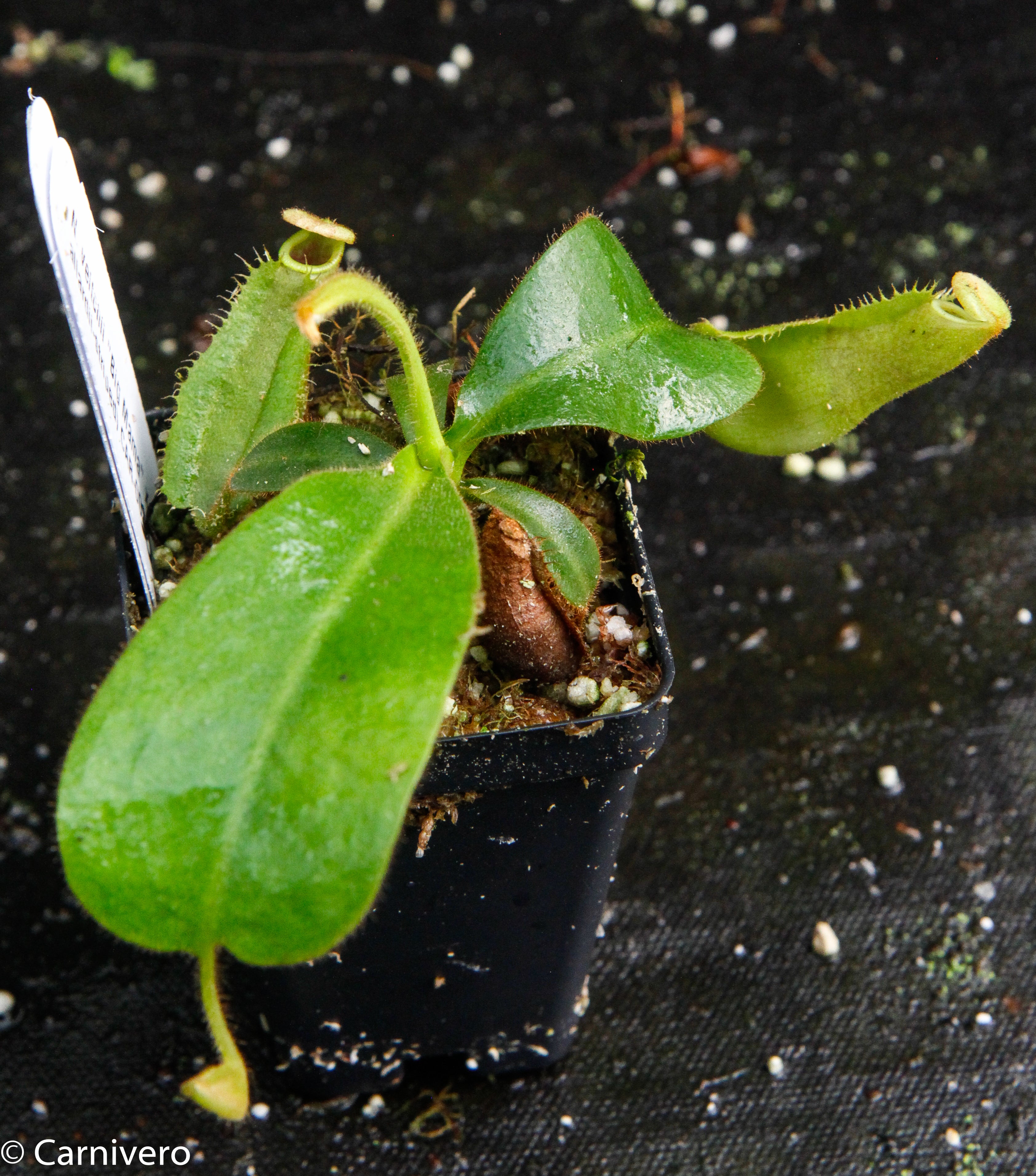 Nepenthes veitchii 