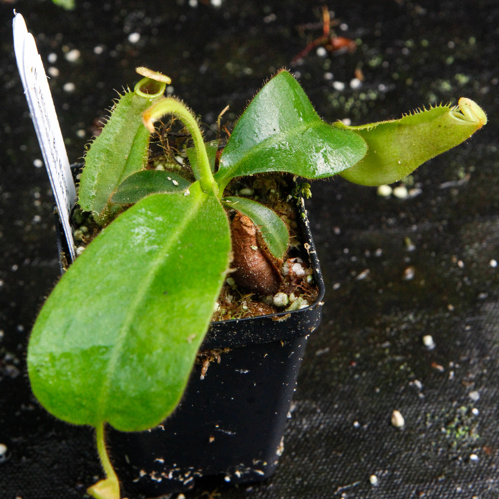 
                      
                        Nepenthes veitchii "Big Mama" x allardii-striped, CAR-0030
                      
                    