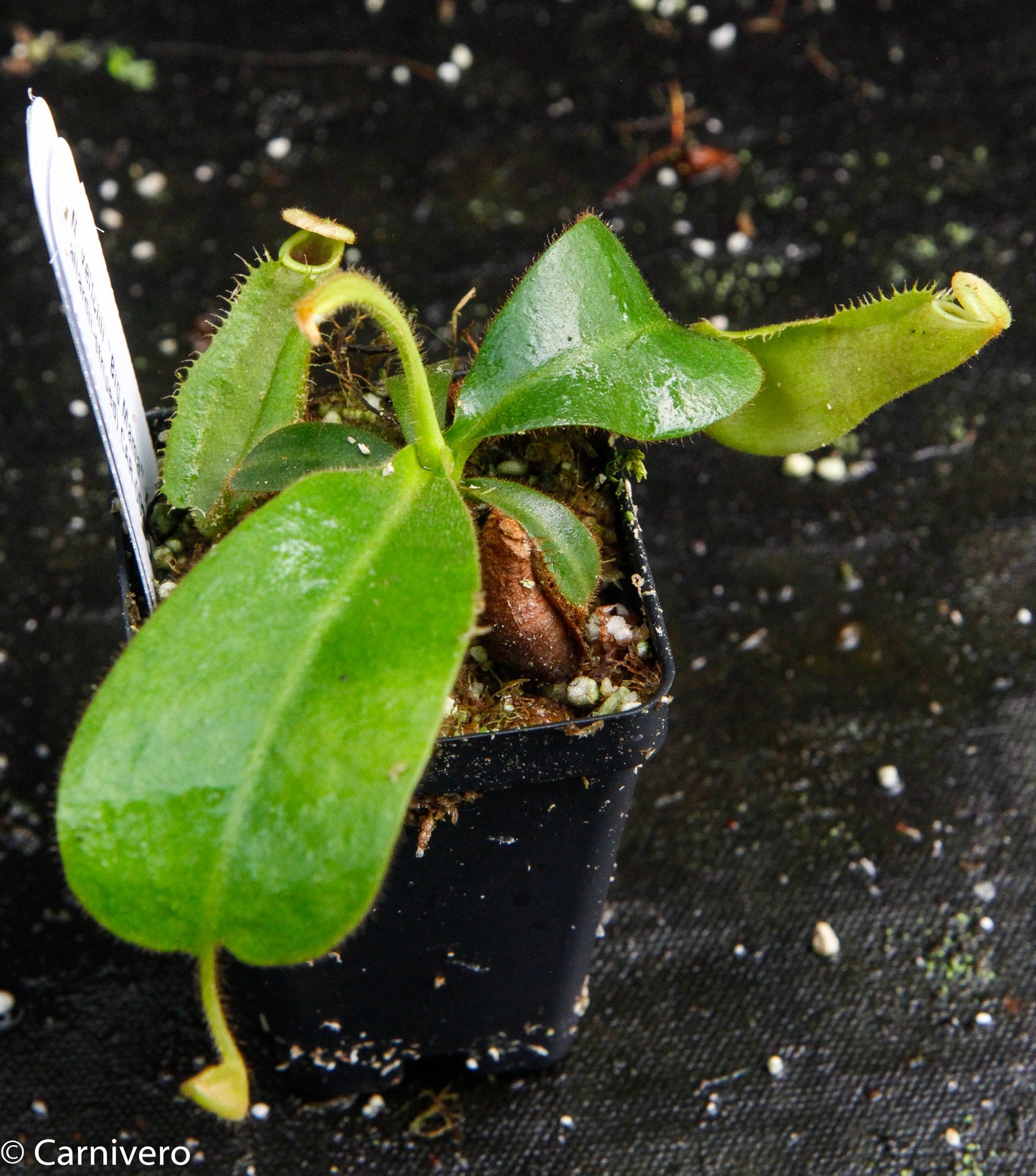 Nepenthes veitchii 