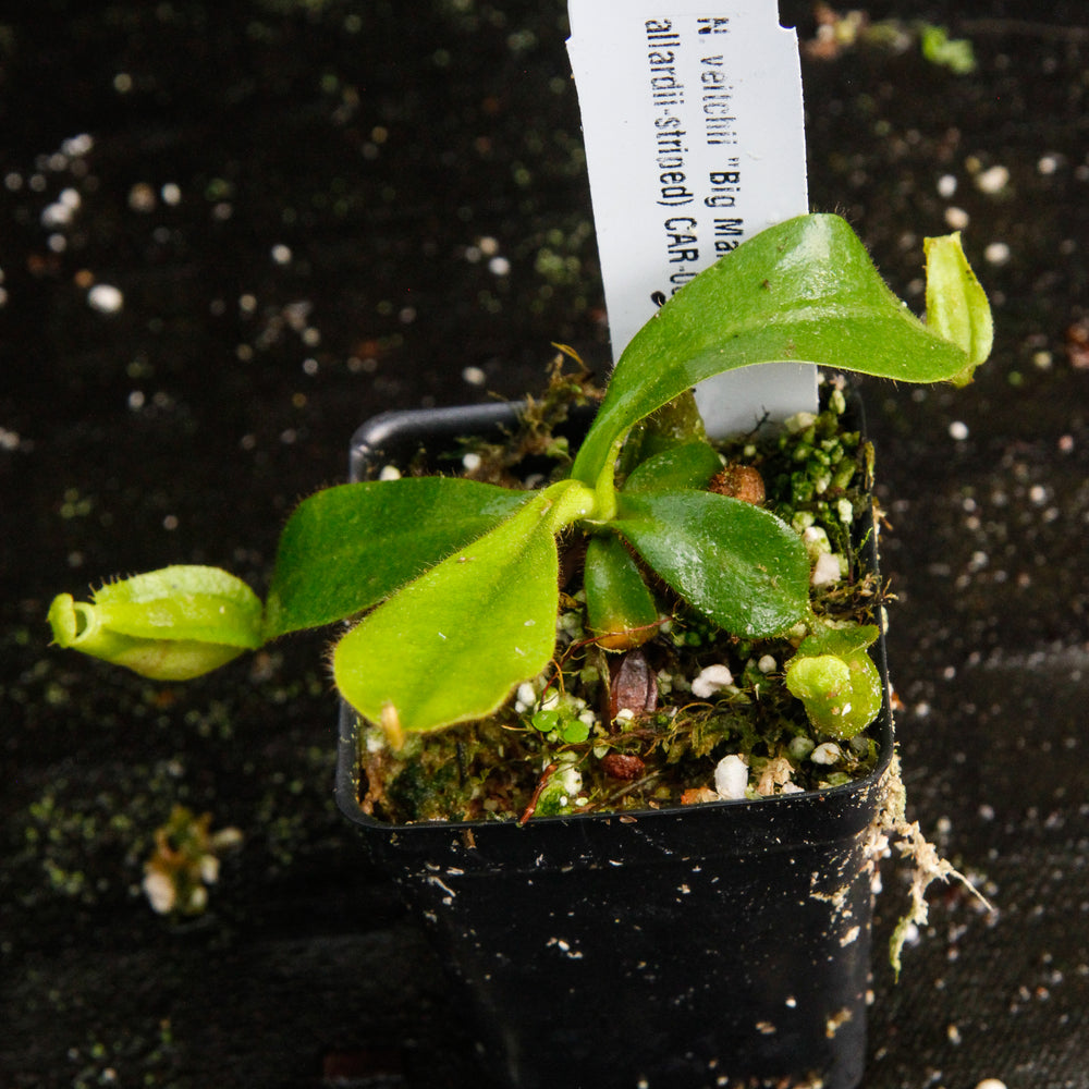 
                      
                        Nepenthes veitchii "Big Mama" x allardii-striped, CAR-0030
                      
                    