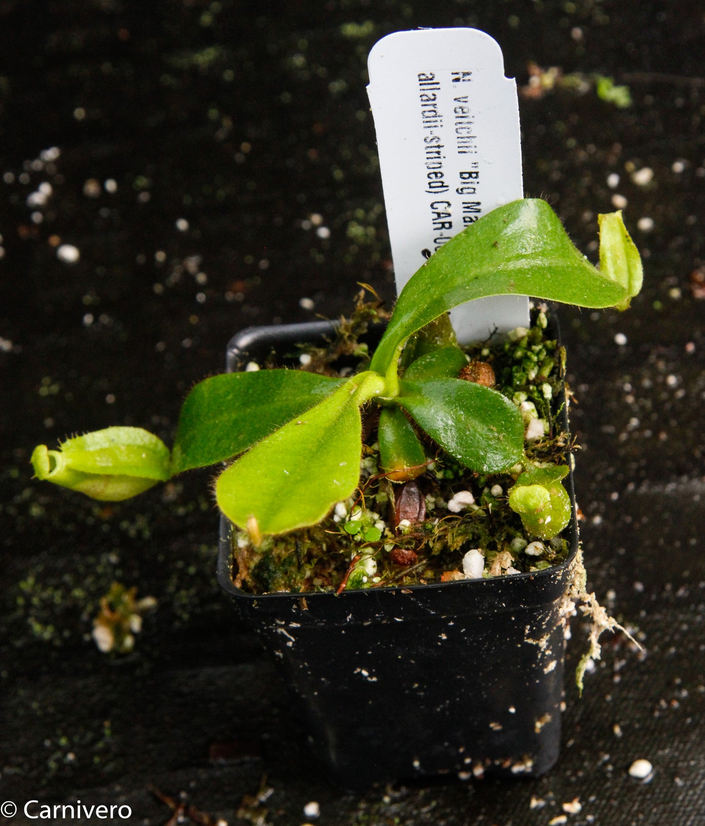 Nepenthes veitchii 