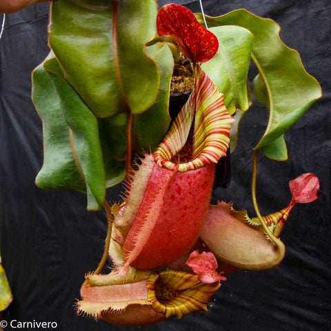 Nepenthes veitchii Big Mama x Pink Candy Cane plant with large red pitcher and striped peristome