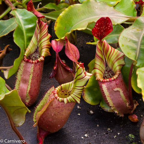 Nepenthes veitchii Murud x Candy with striped green and red pitchers among broad green leaves.