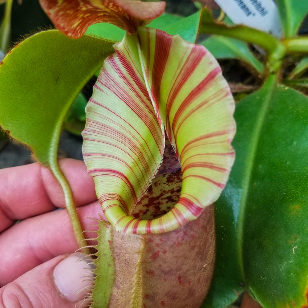 
                      
                        Nepenthes veitchii "Candy Dreams"
                      
                    