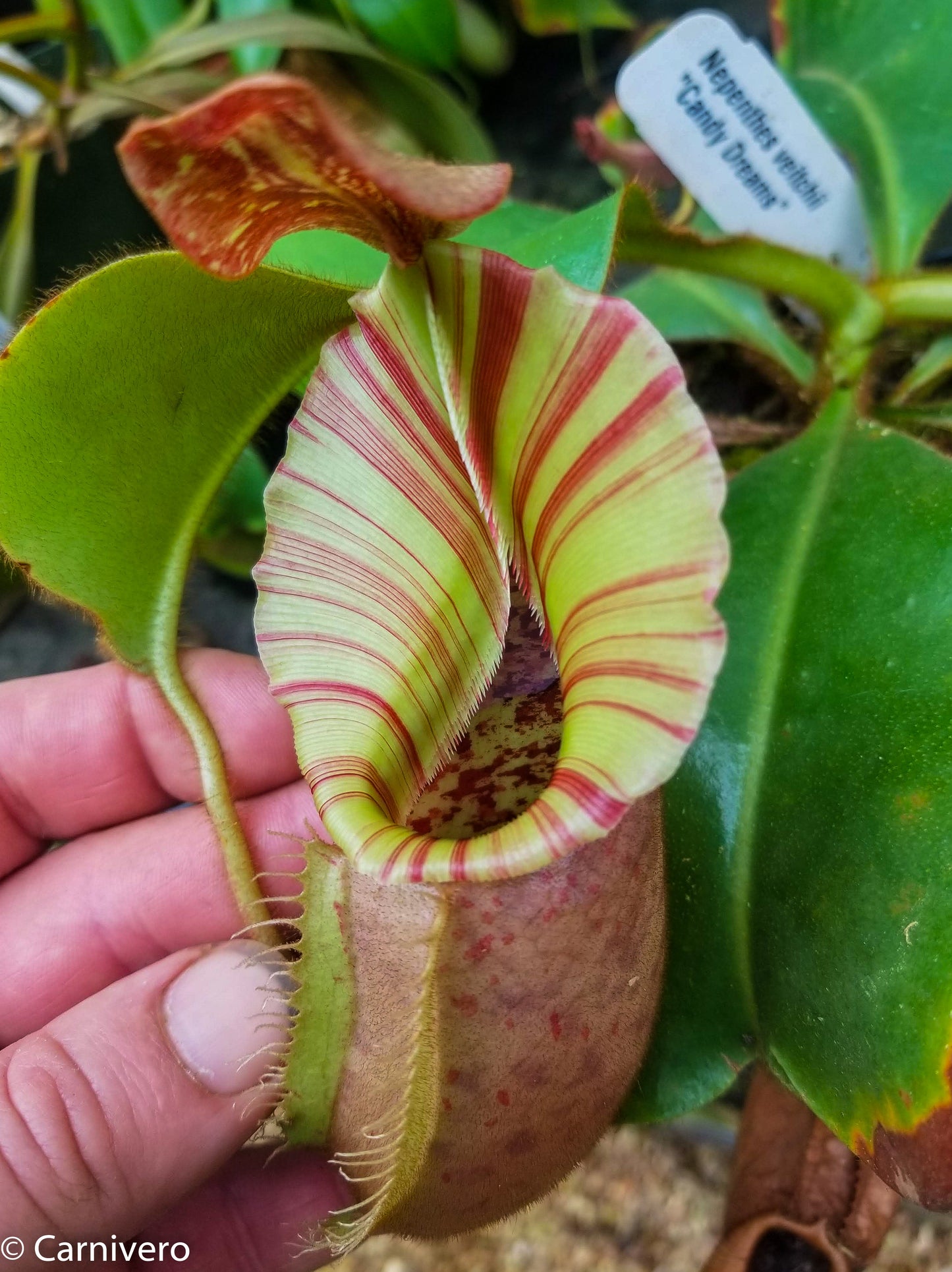 Nepenthes veitchii 