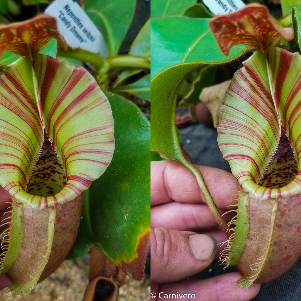 
                      
                        Nepenthes veitchii "Candy Dreams"
                      
                    