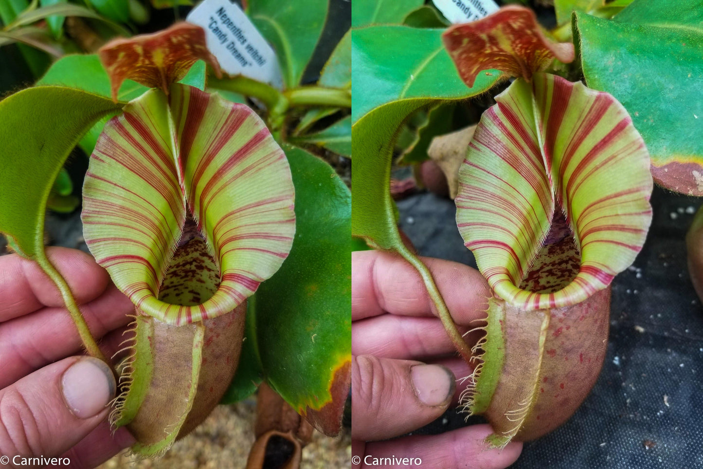 Nepenthes veitchii 