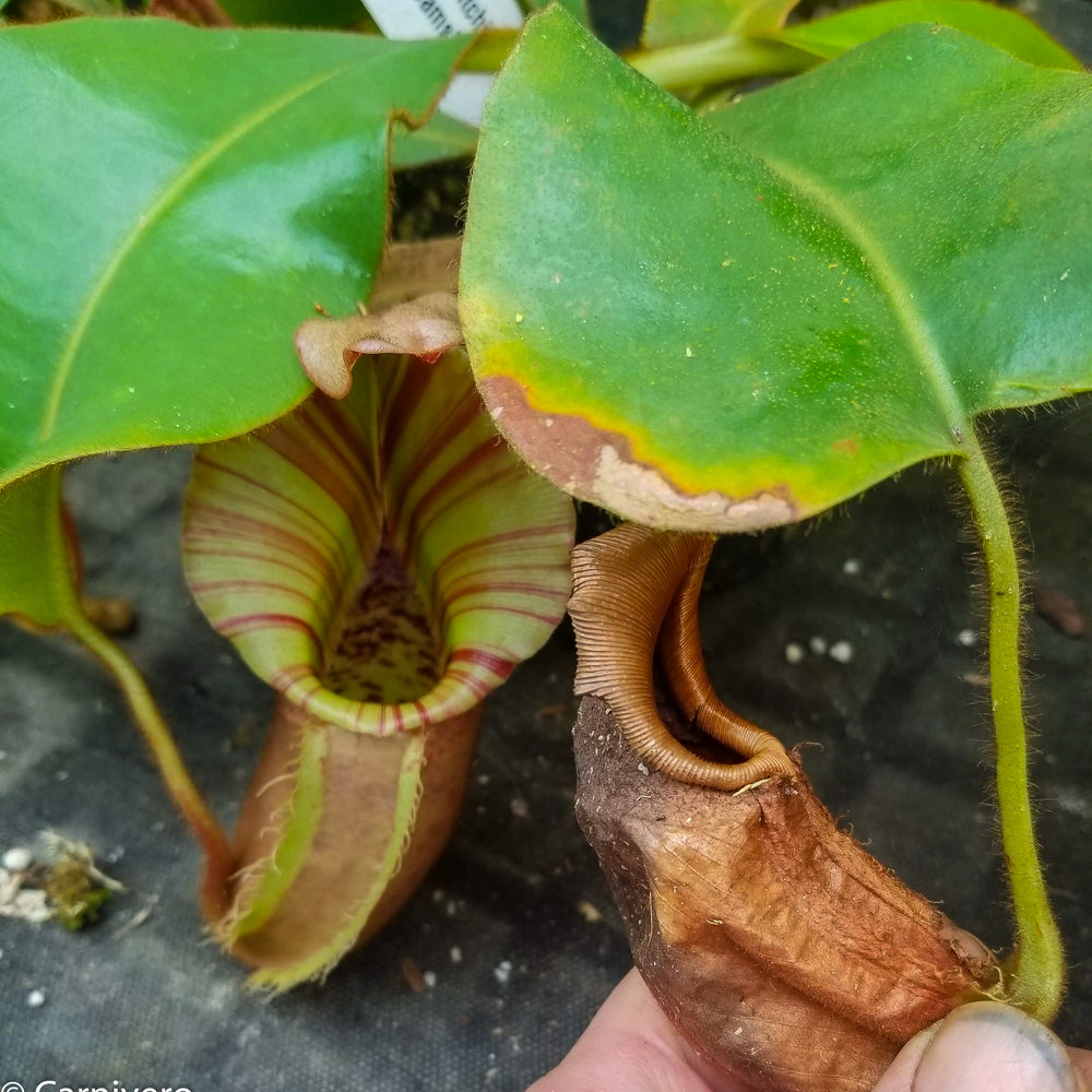 
                      
                        Nepenthes veitchii "Candy Dreams"
                      
                    