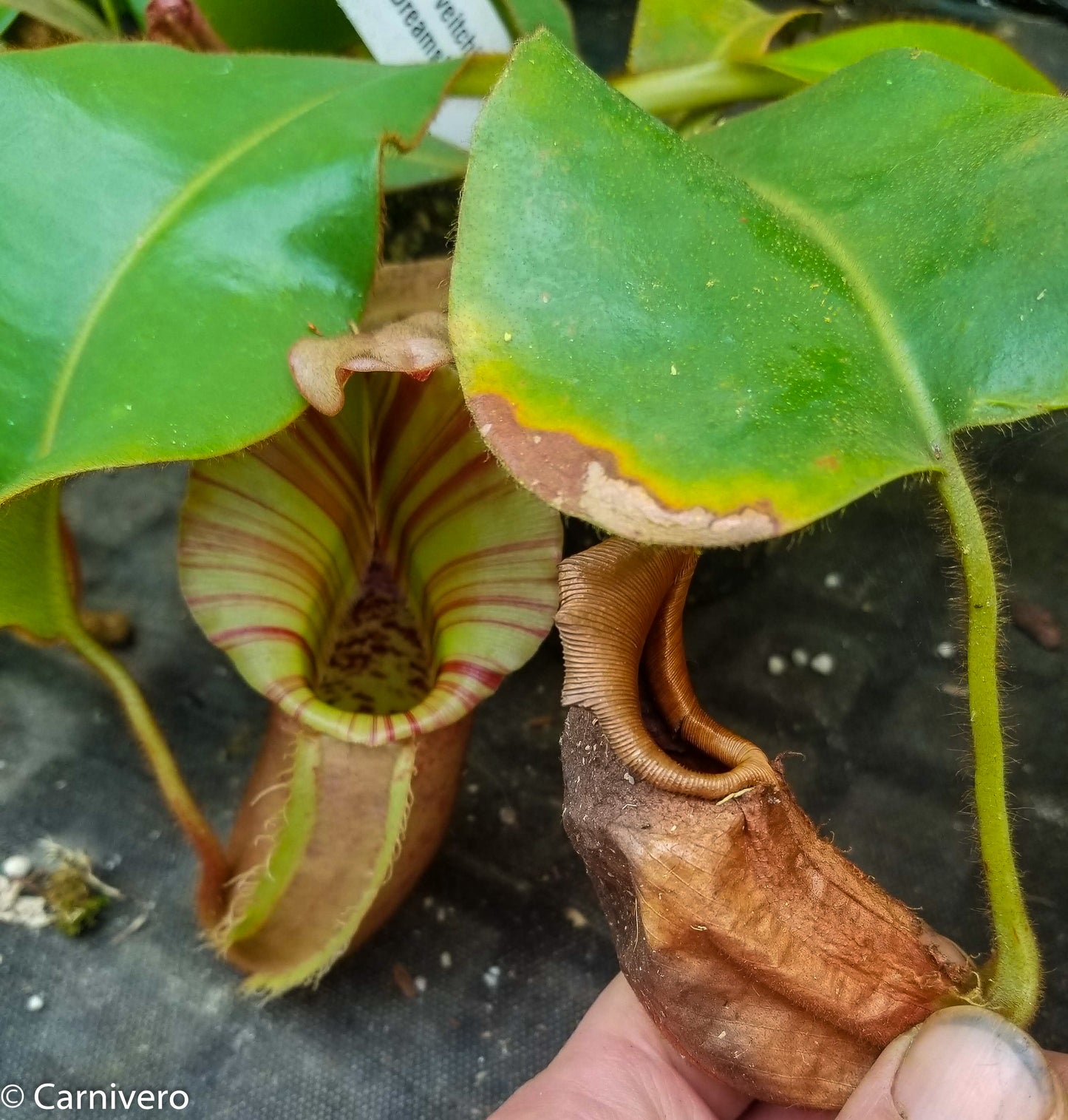 Nepenthes veitchii 