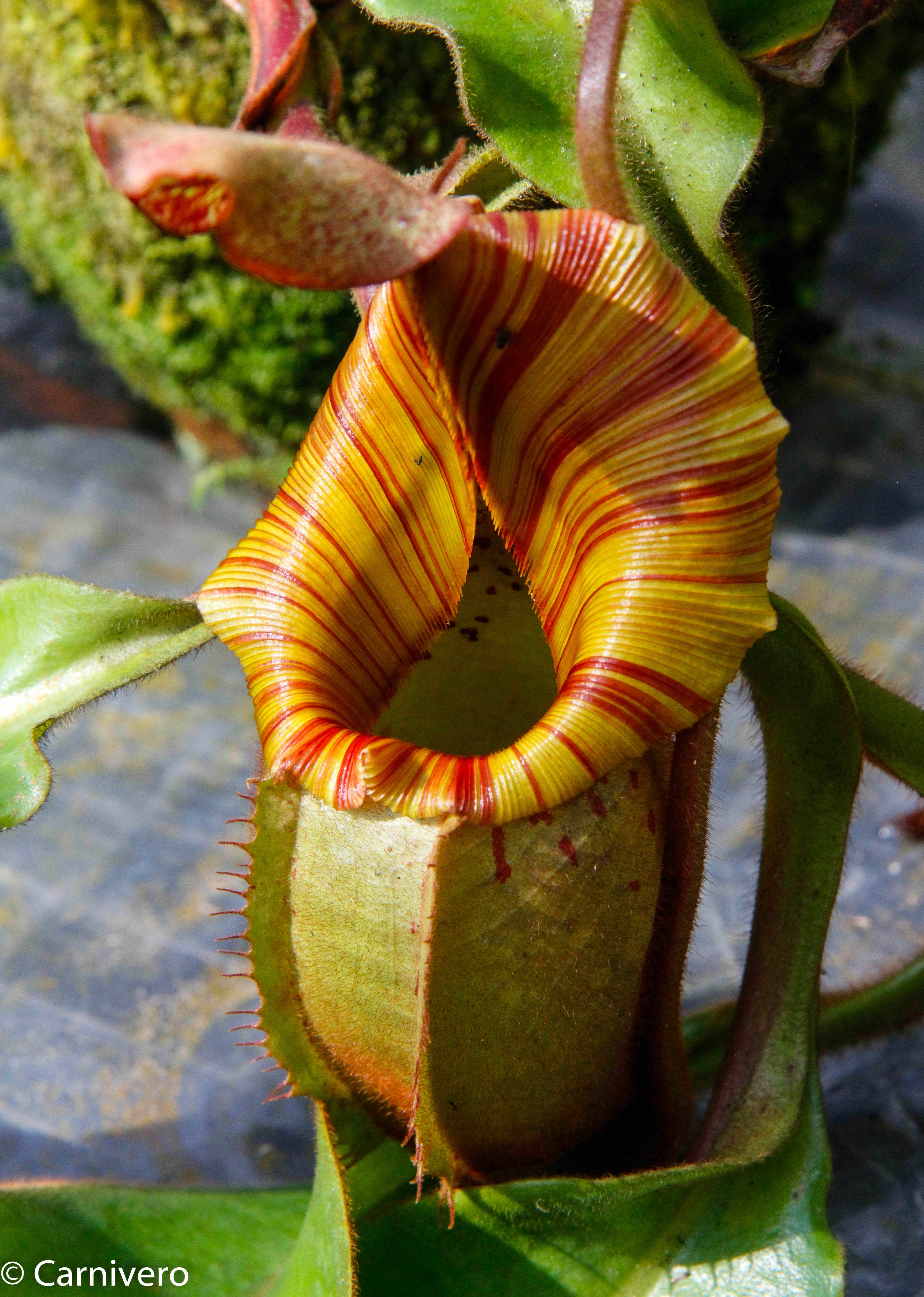 Nepenthes veitchii 