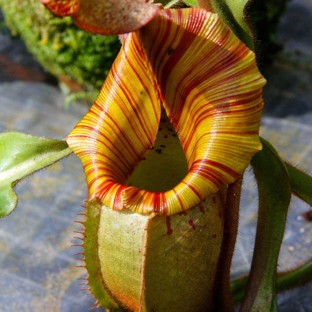 
                      
                        Nepenthes veitchii "Candy Dreams"
                      
                    