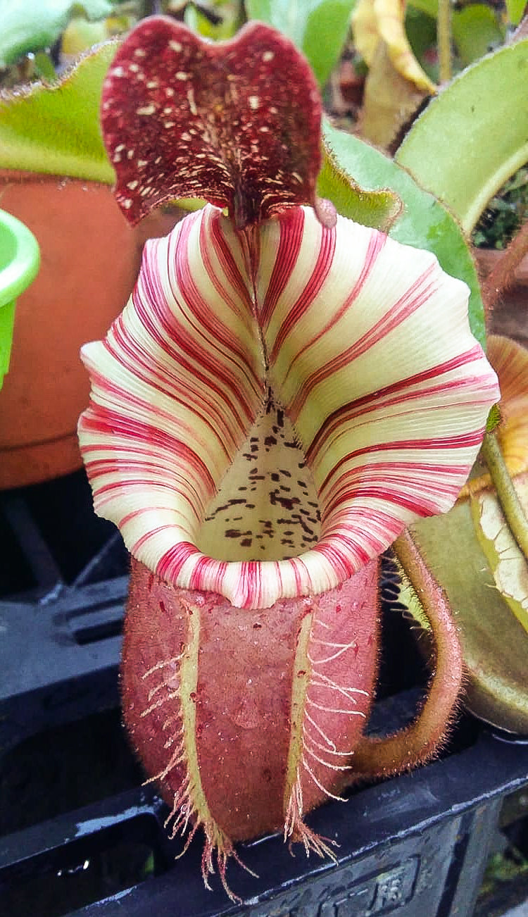Nepenthes veitchii 
