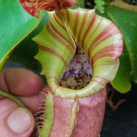 Close-up of Nepenthes veitchii selected clone pitcher with pale green and red striped peristome, held by fingers.