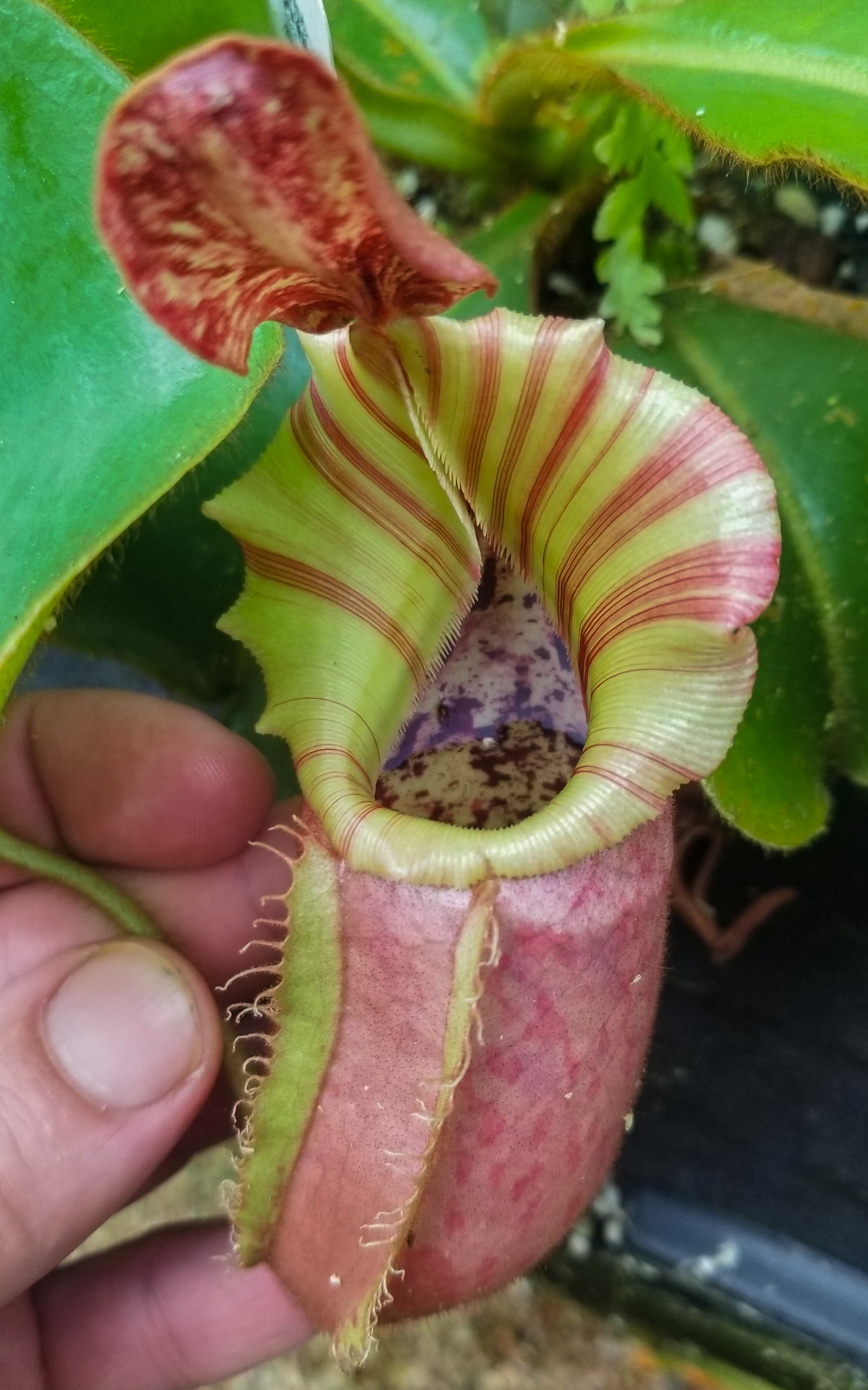 Nepenthes veitchii (m) - white clone – Carnivero