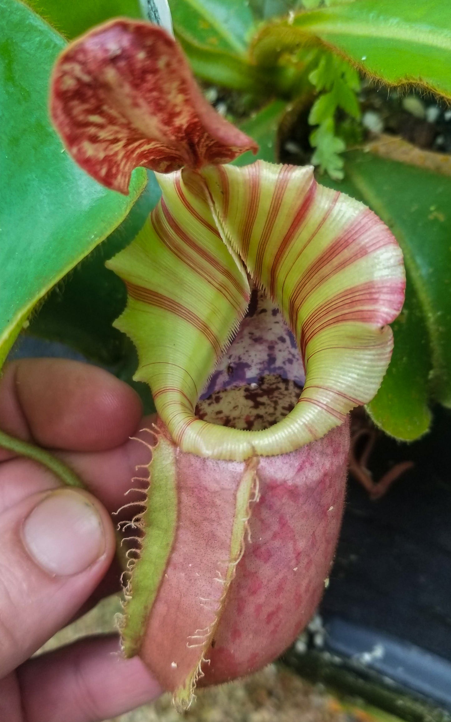 Nepenthes veitchii 