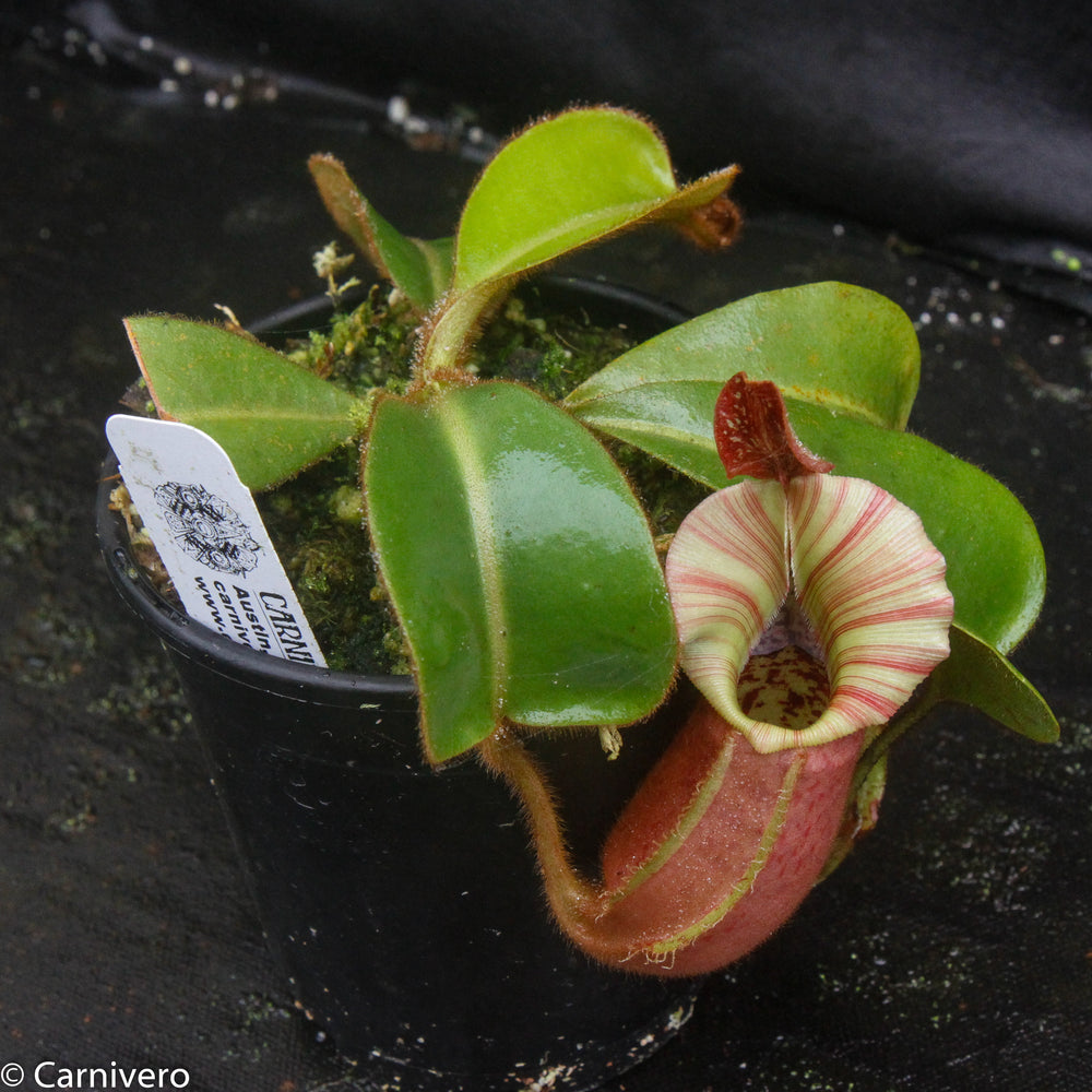 
                      
                        Nepenthes veitchii "Candy Dreams"
                      
                    