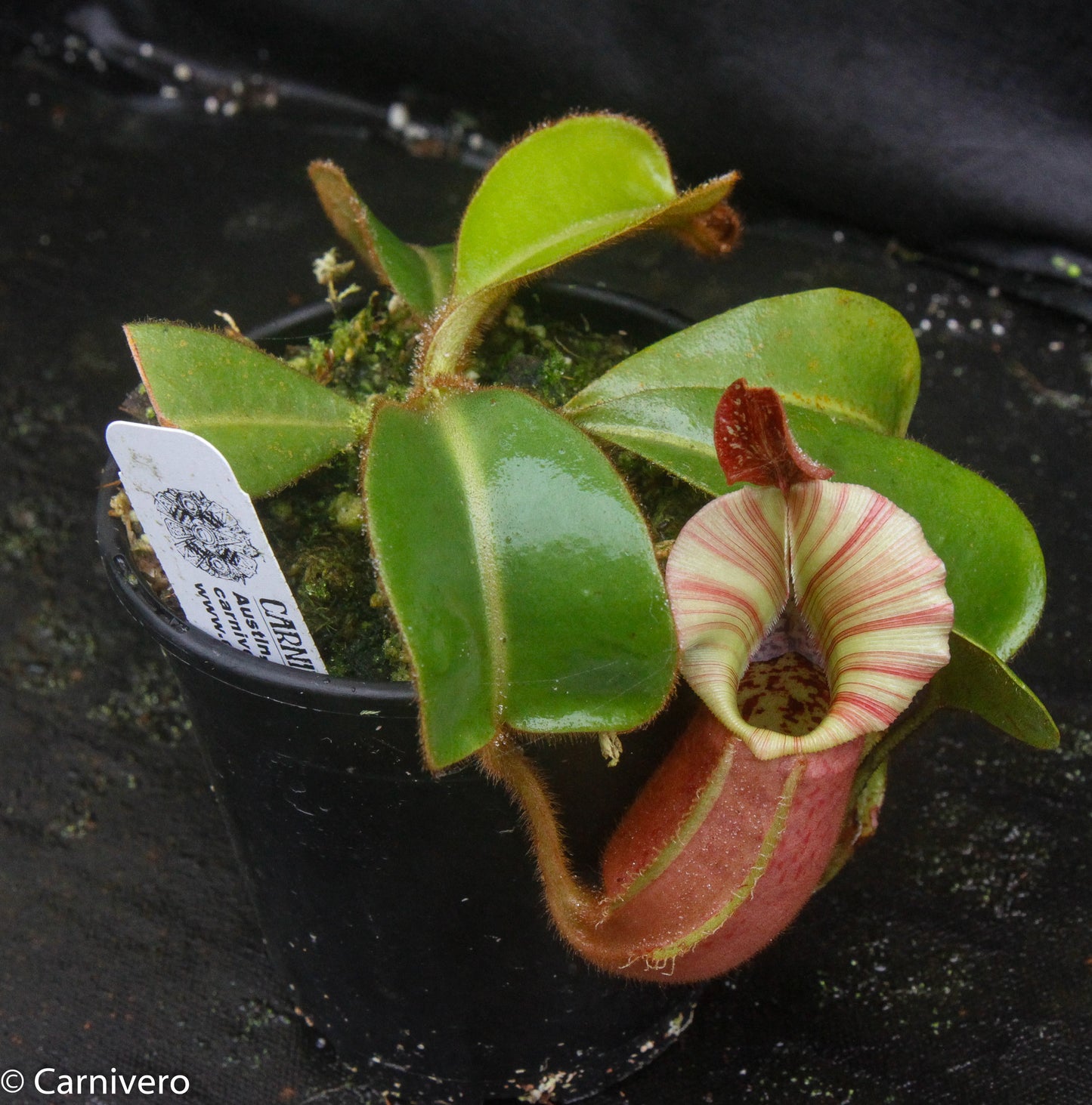 Nepenthes veitchii 