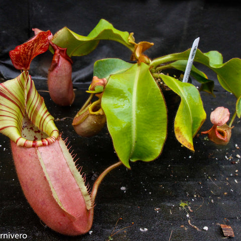 Nepenthes veitchii Candy Red plant with a large pink pitcher featuring a striped yellow rim and green leaves on a dark surface