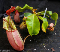 Nepenthes veitchii, Candy Red